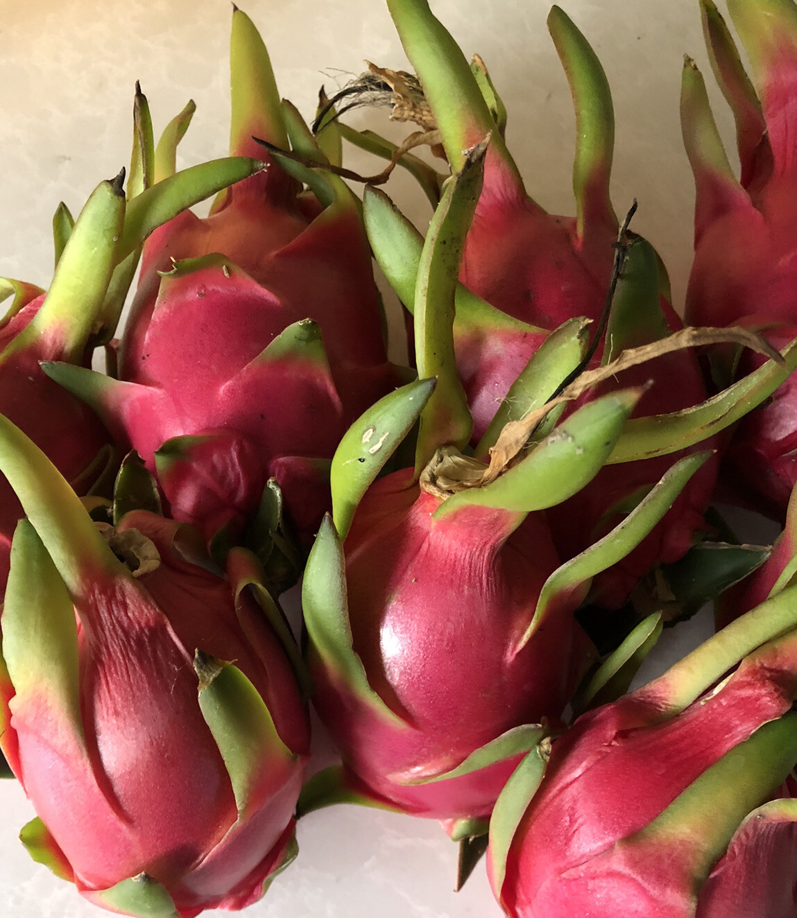 3 White Flesh Dragon Fruit Fresh Cutting Pitaya Succulent Cactus 10”-12”No Root