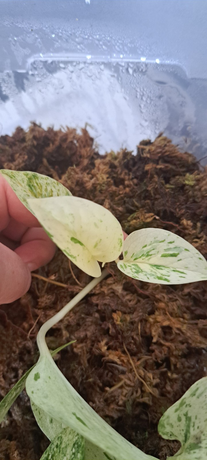 Snow Queen Pothos Rooted Cutting Plant High Variegation Marble Queen Houseplant