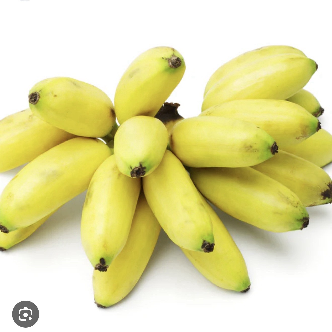 Veinte Cohol Musa Banana Plant–SMALL ROOTED STARTER PLANT