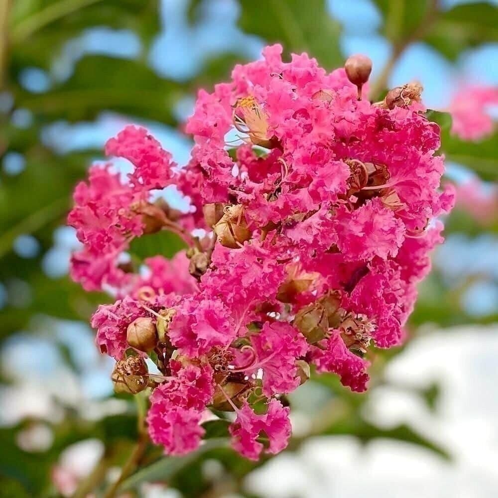 Crape Myrtle Tuscarora | 2 Inch | Lagerstroemia indica | Flowering Plant | Tree