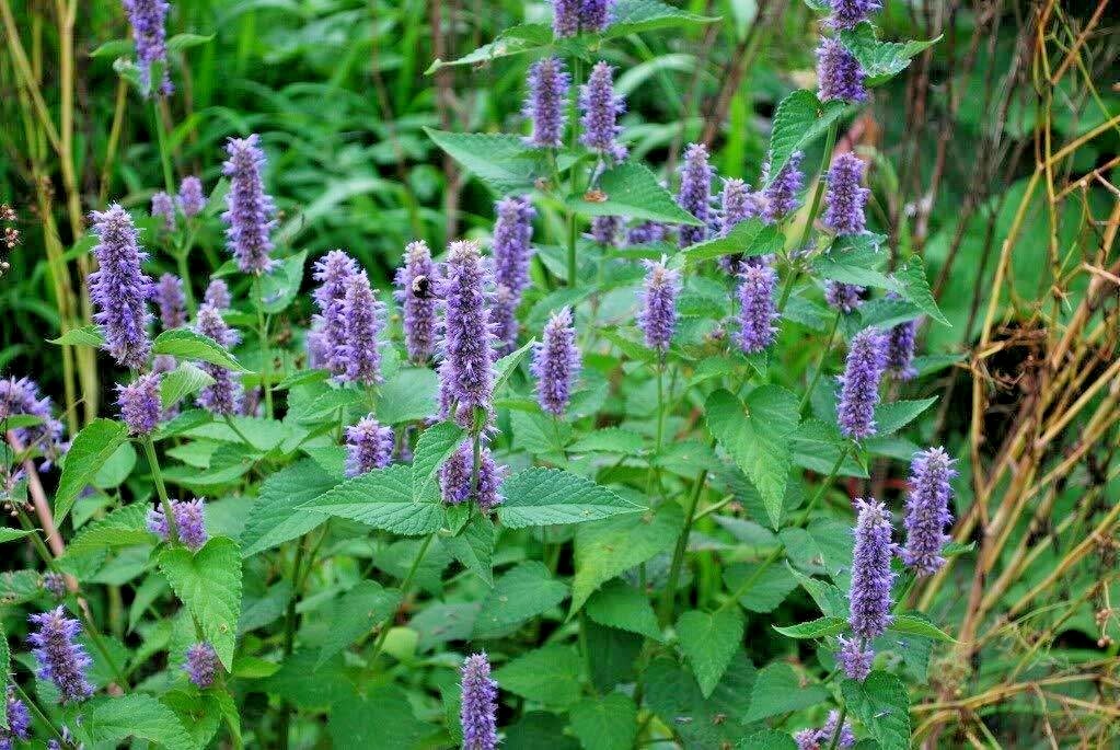 100+Purple GIANT HYSSOP Seeds Native Wildflower Drought Heat Cold Pollinators