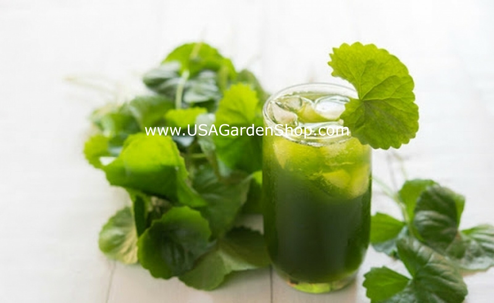 Rau Má Pennywort Gotu Kola Centella Asiatica Ji Xue Cao Bua BoK herbal 3x Plant