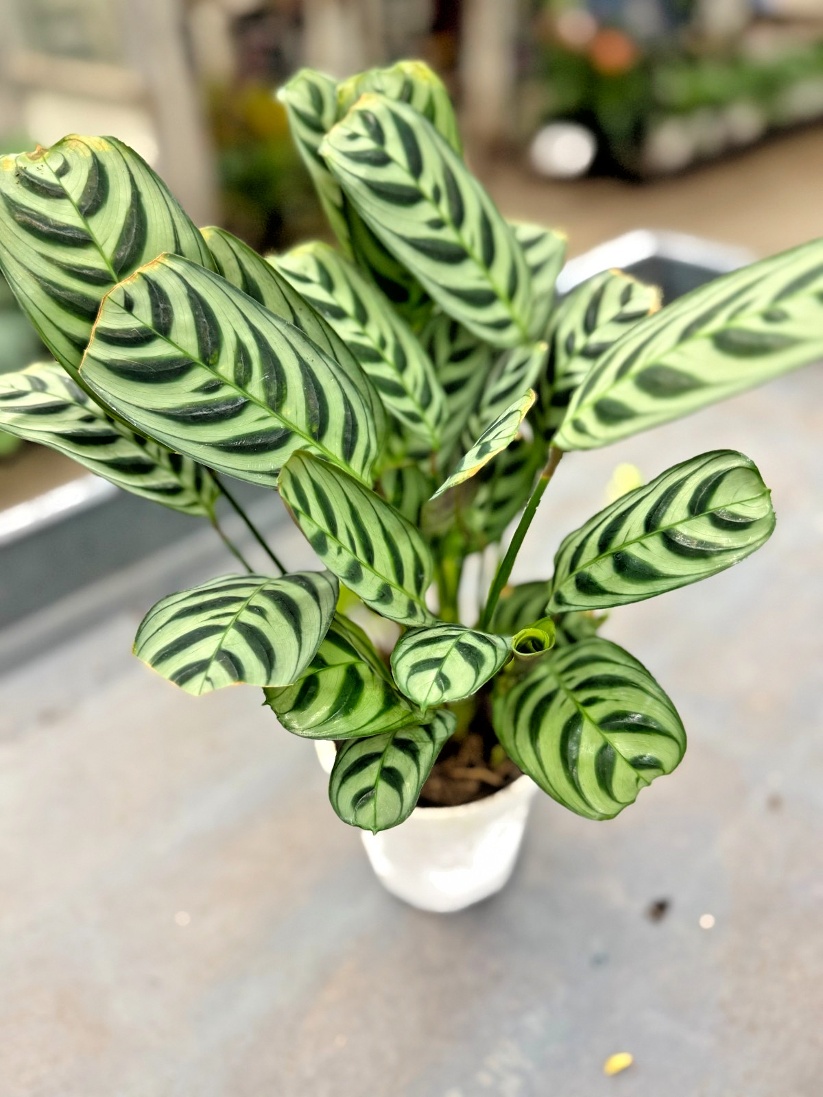 4″ Calathea Makoyana Plant Live – Easy Care Indoor Houseplant
