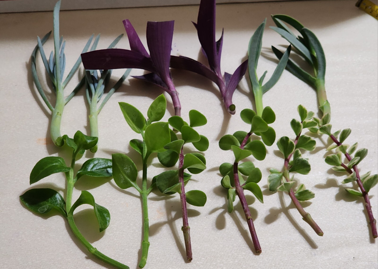 12 Piece Assorted Lot Of Live Plants (6 Kinds x 2 of Each)for Rooting