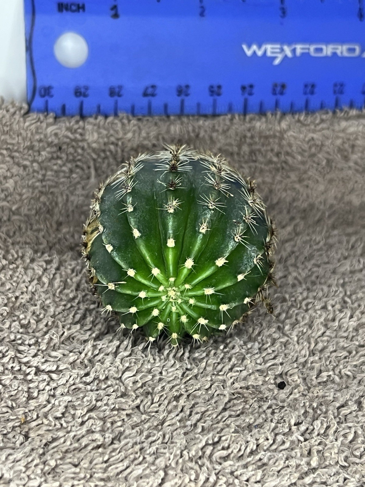 Pink Easter Lily Sea Urchin Barrel Cactus ~ 1 Count
