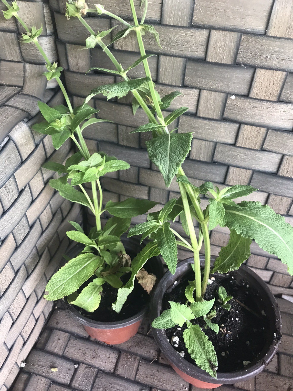 2 Salvia Lyrical Purple Potted Plant- Rooted in Quart Pot Easy to Grow