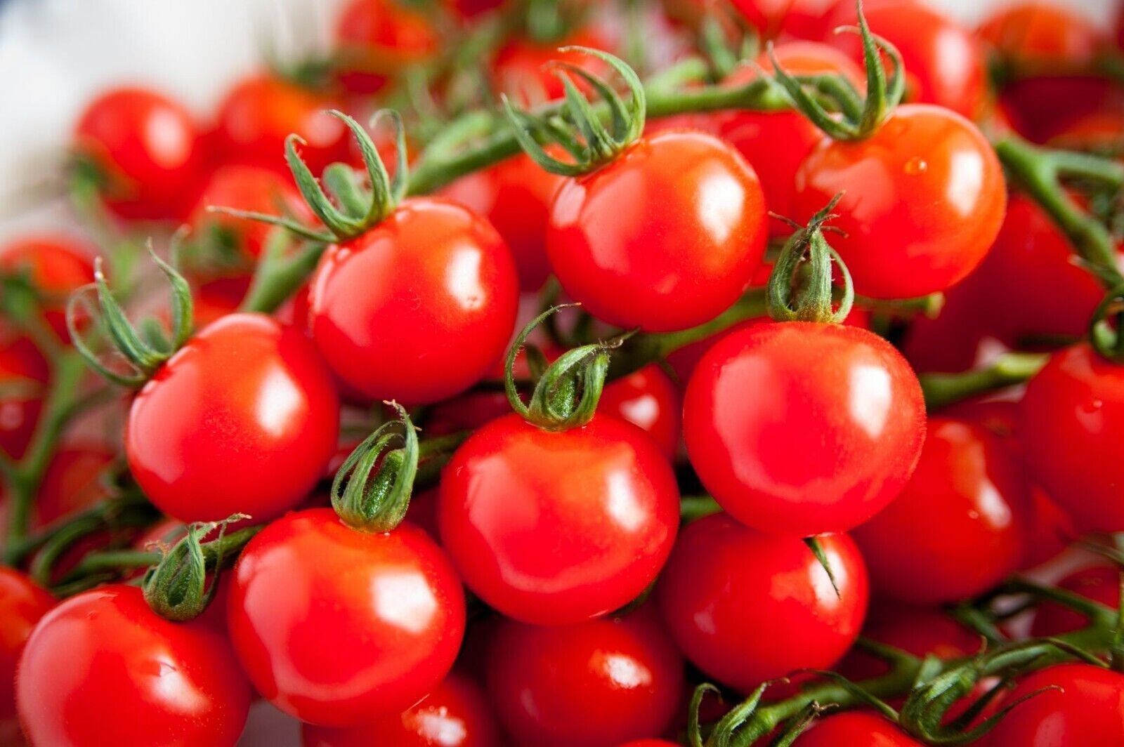 100+ SUGAR BOMB CHERRY TOMATO SEEDS ————– Heirloom – Organic – Non GMO
