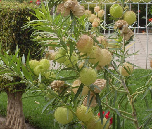 BALLOON PLANT Gomphocarpus Physocarpus – 20 Bulk Seeds