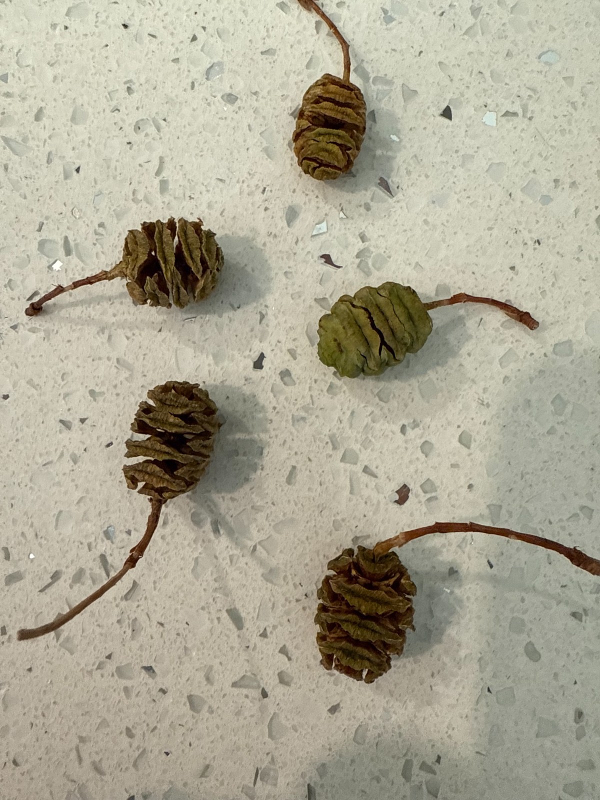 Dawn Redwood Tree Seeds | Metasequoia Glyptostroboides
