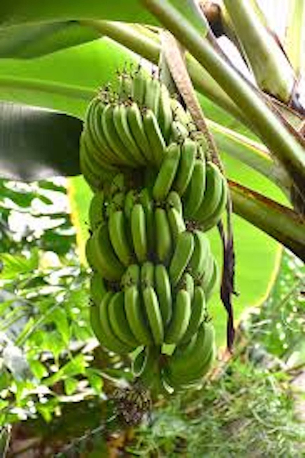 5 Dwarf Banana Tree Dwarf Cavendish Starter Plug Fruit Tree
