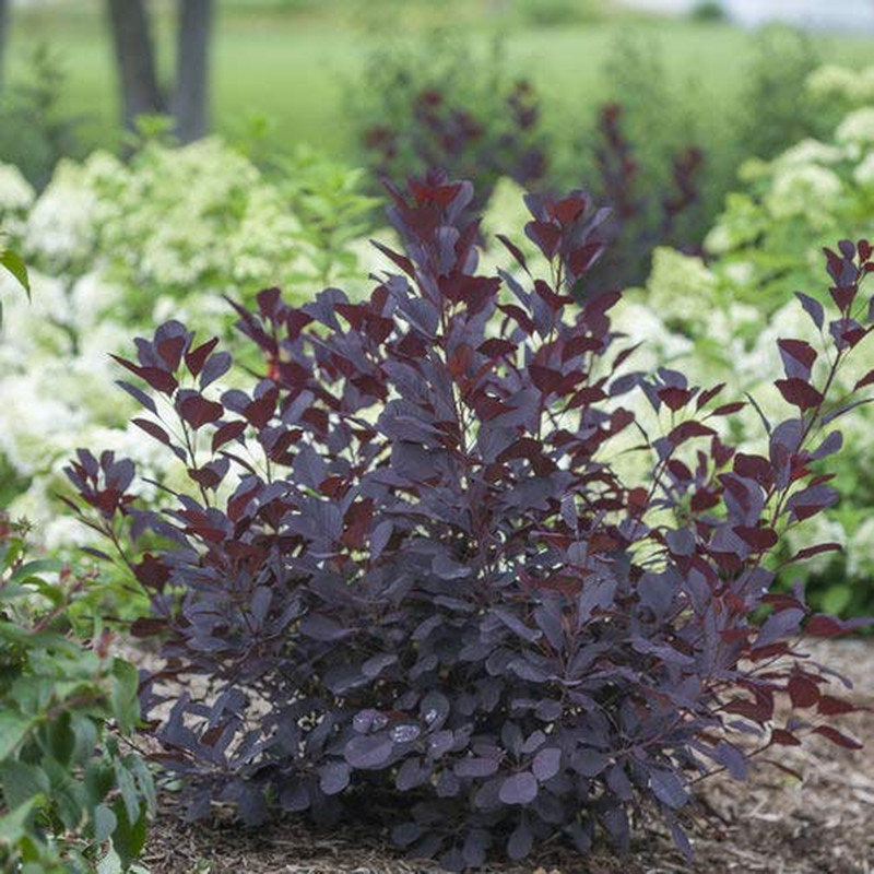 Green Promise Farms Proven Winner Cotinus Cogg. Winecraft Black Smokebush Shrub