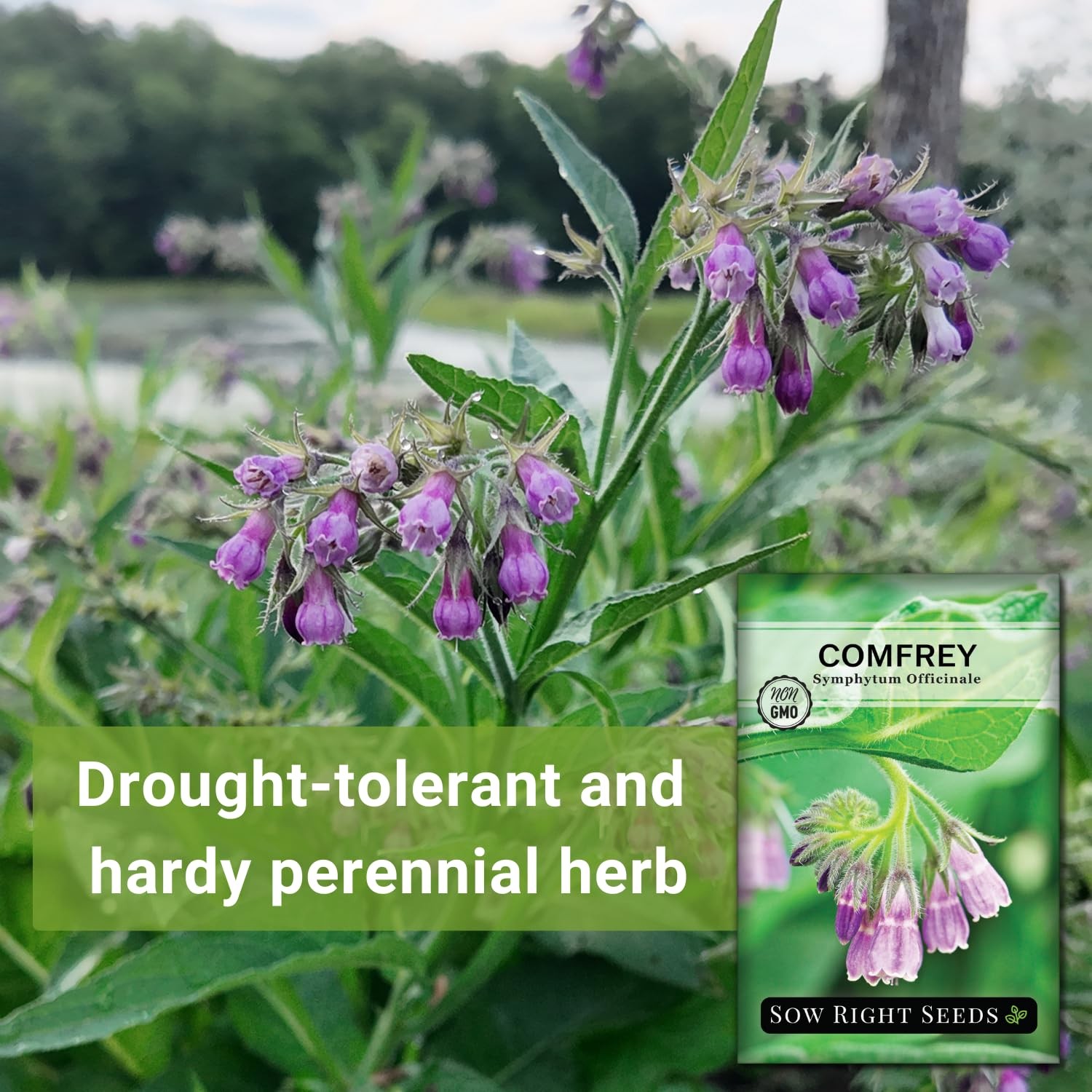 Sow Right Seeds – Comfrey for Planting – Non-GMO Heirloom – purple