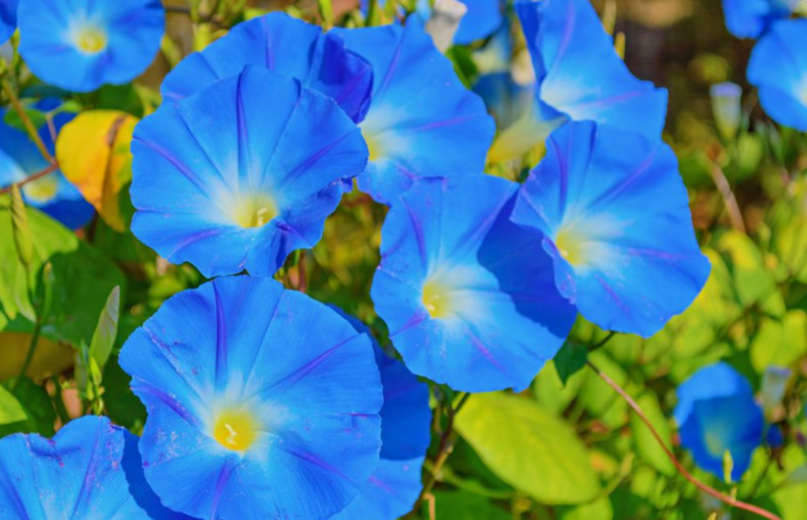 1 Pack of 40 Heavenly Royal Blue Morning Glory, ipomoea purpurea Seeds 2025