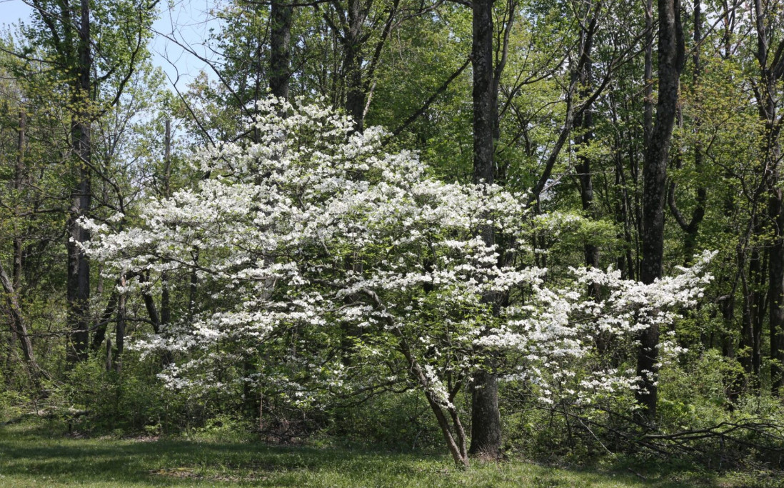 2 Live White Dogwood Tree – Cornus florida – 6–8” Tall – Deciduous Tree