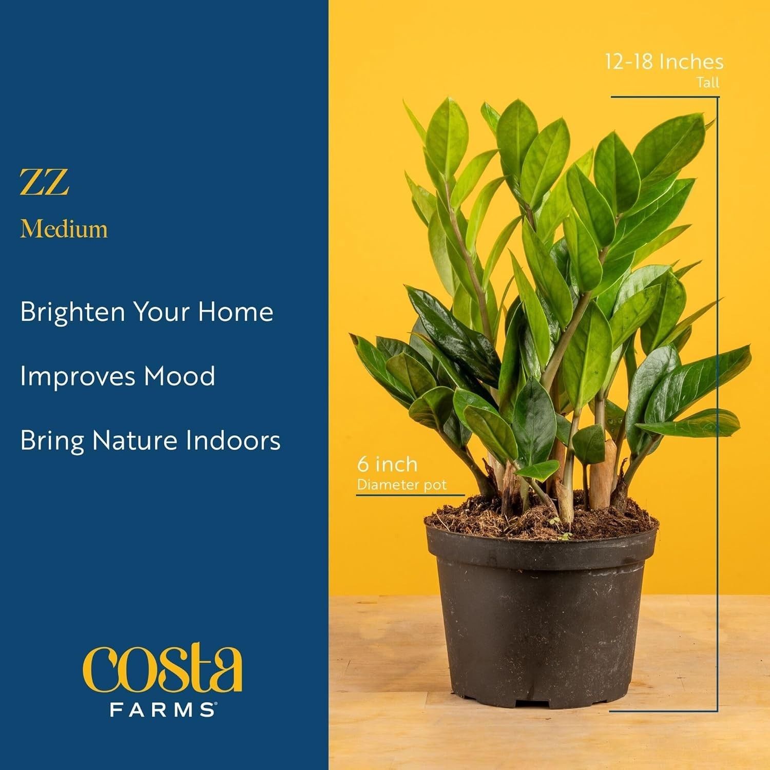 ZZ Live Indoor Plant in 14-Inch Grower’s Pot, Drought Tolerant, Low Maintenance