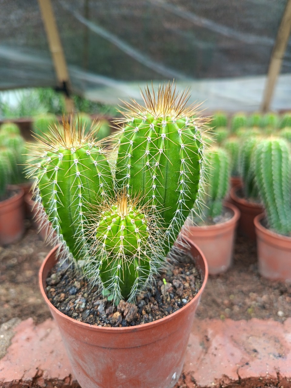 Neobuxbaumia polylopha Starter Plants Rare Columnar Cacti Succulent Live Plant