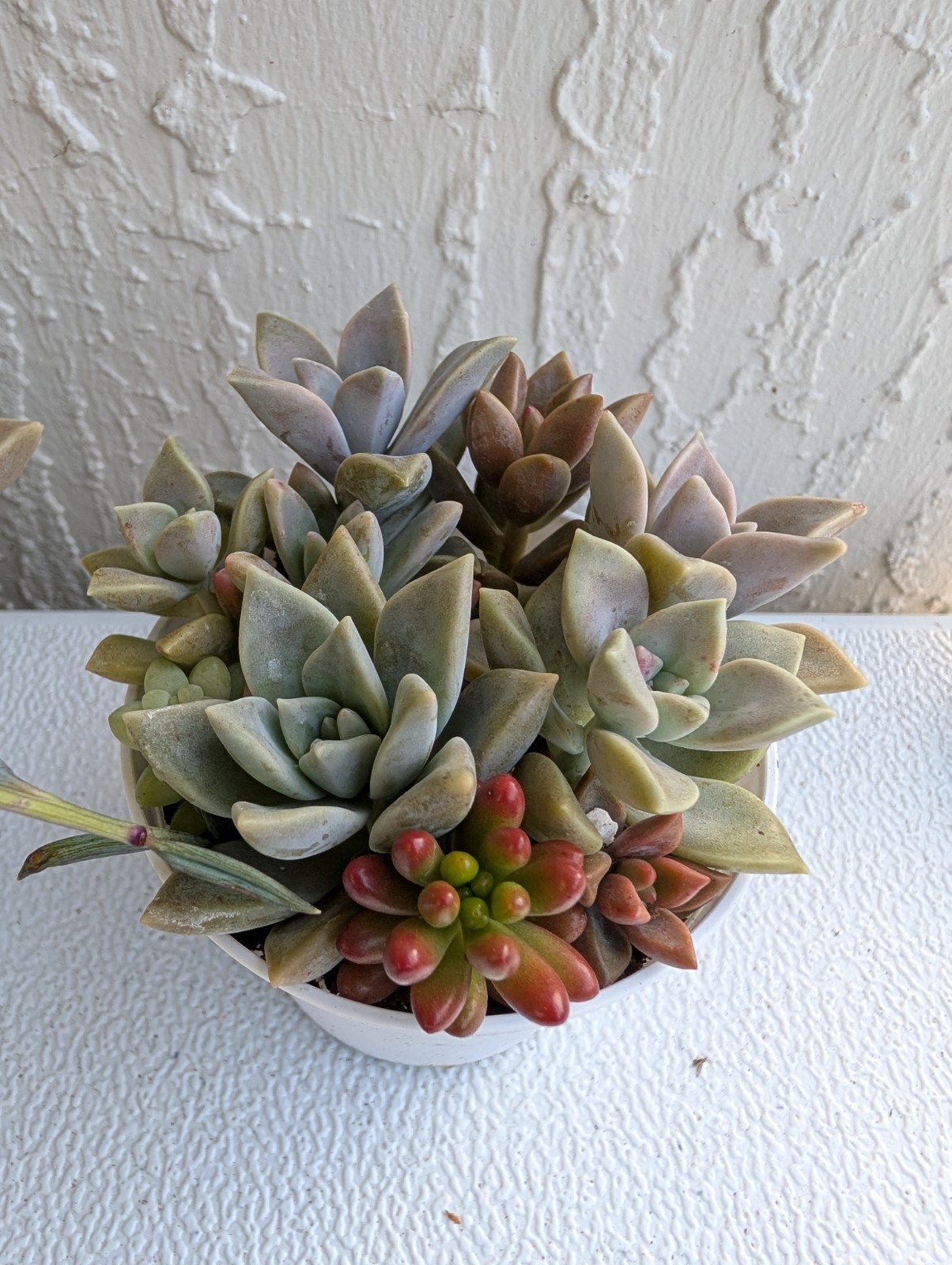 Echeveria Succulent Mix Arrangement Rooted 3″ Pot