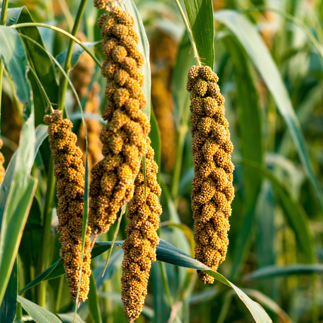 Fresh Foxtail Millet Seeds | Fast Growing | Heirloom Non-GMO | Grain Seeds