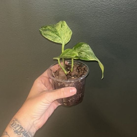 Golden Pothos Plant