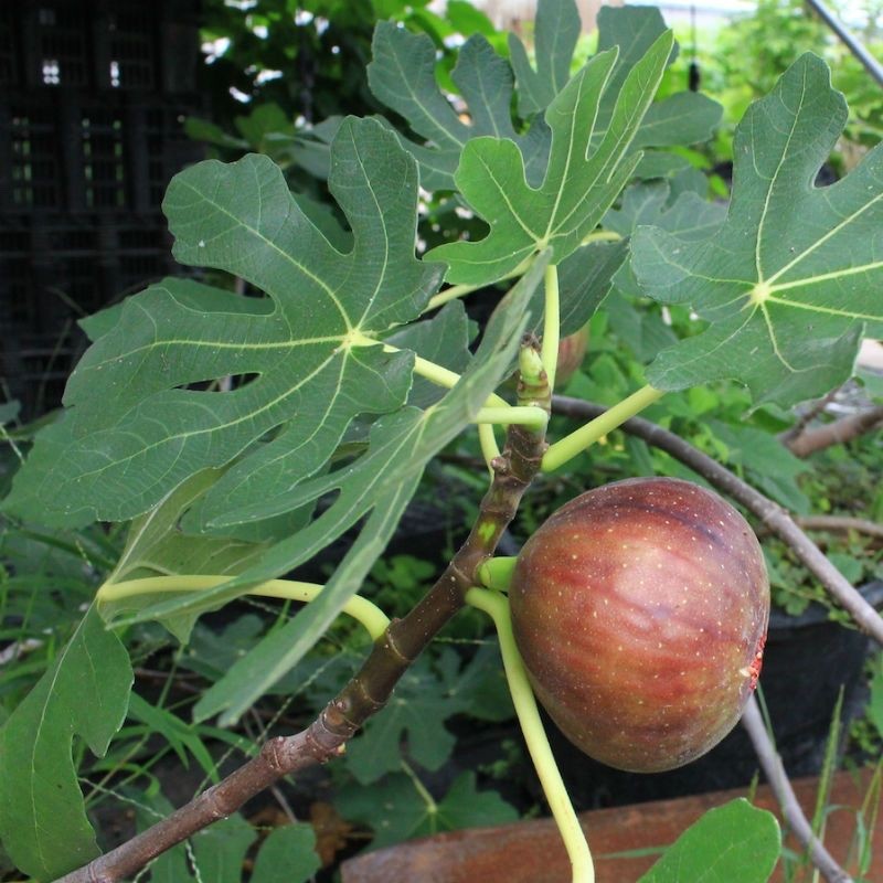 1 Beer’s Black Dwarf Fig Tree – Ficus carica