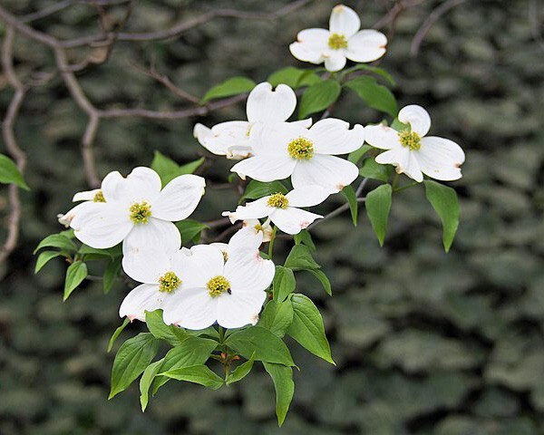 Cornus florida | Flowering Dogwood | 10 Seeds