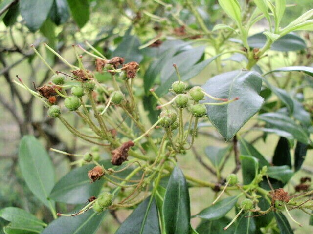25 MOUNTAIN LAUREL SEEDS – Kalmia latifolia