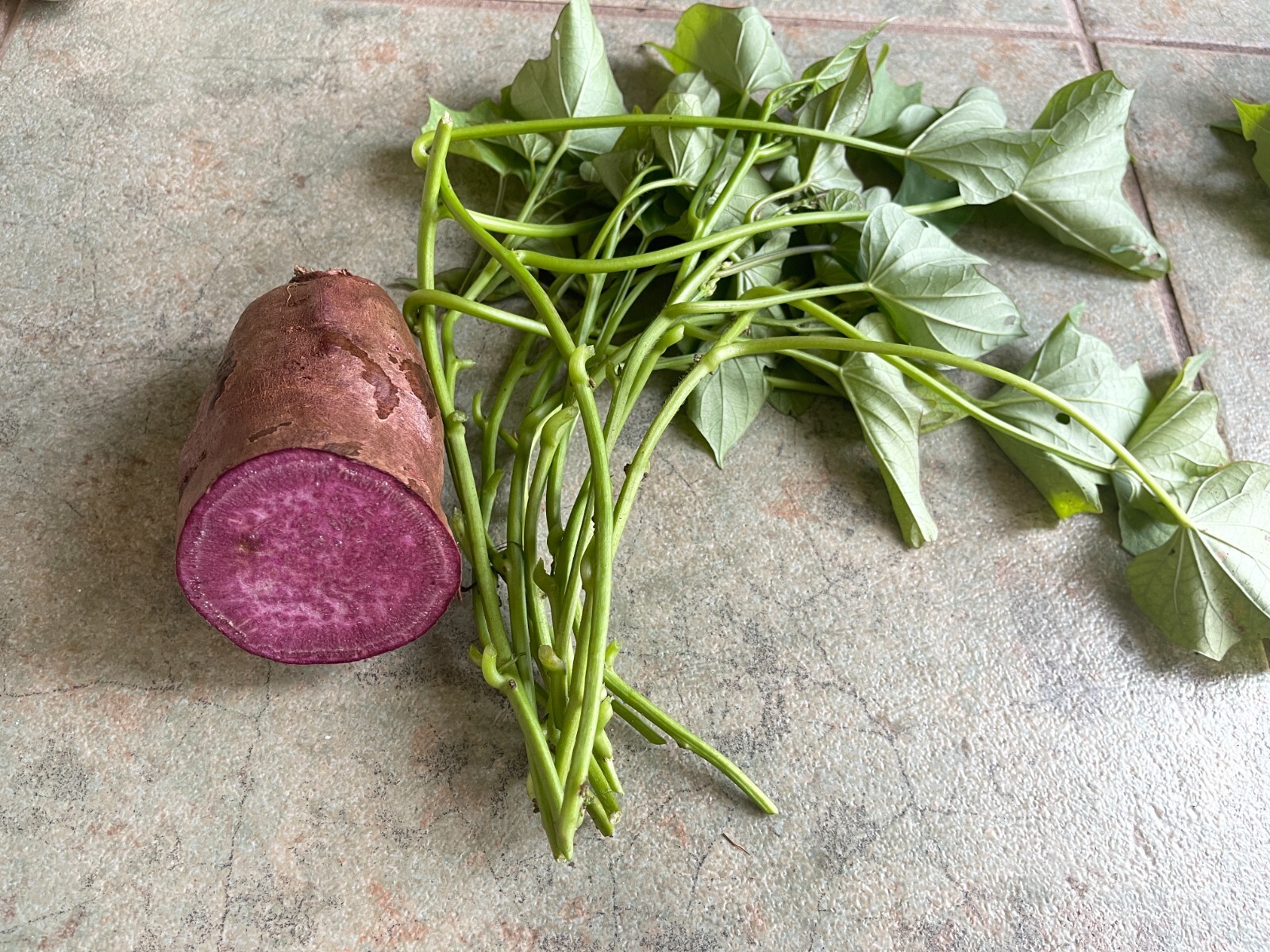 15 Japan MIX cutting Sweet Potato slips / vine – 10 white and 5 all Purple