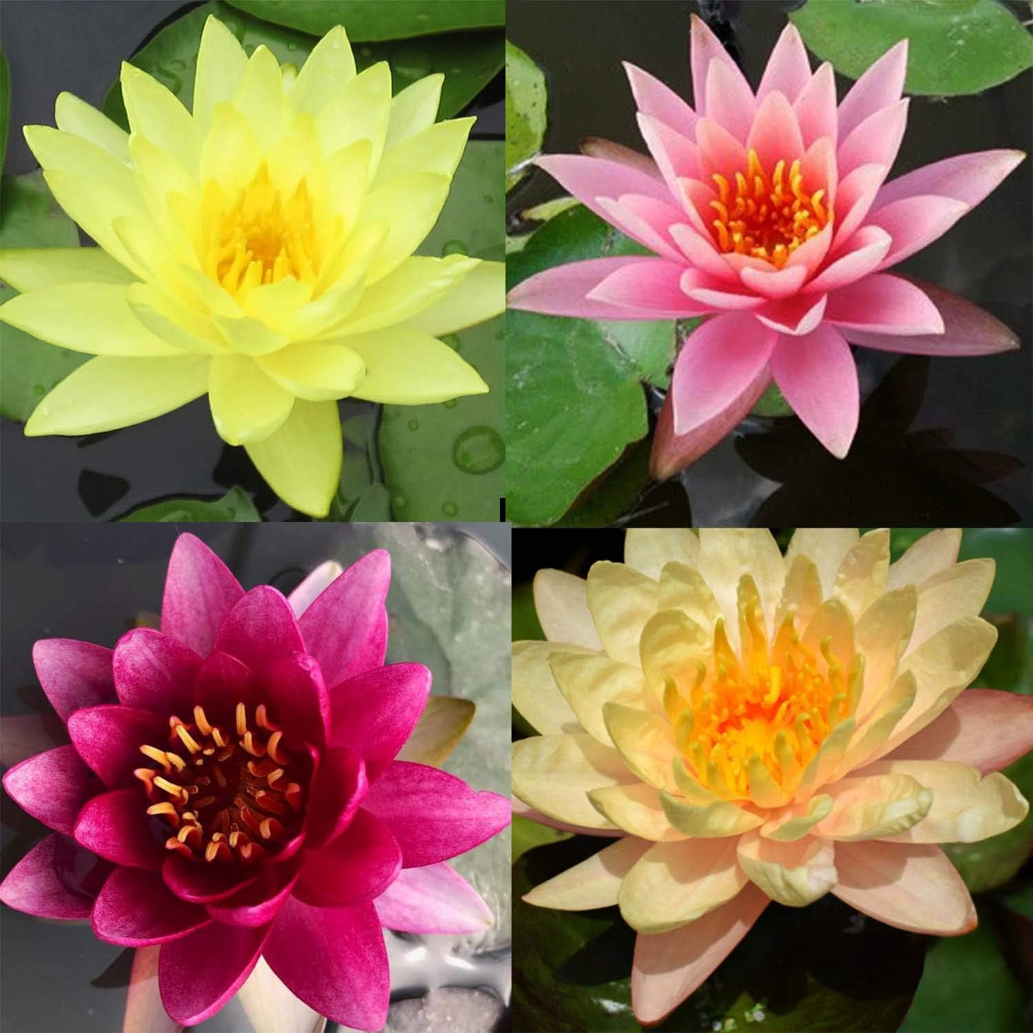 Pre-Grown Hardy Water Lily Tuber (Top 4 IWGS Award) Aquatic Pond Plant Garden As