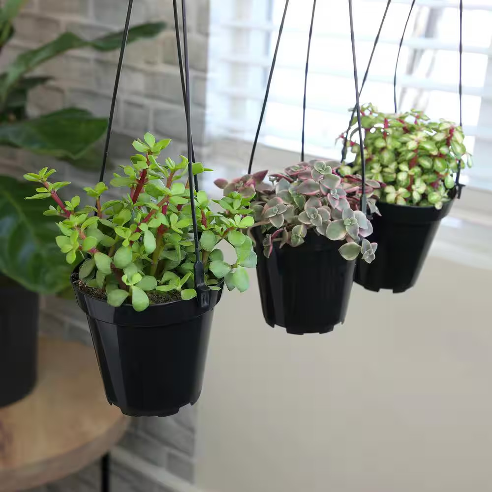 Hanging Succulent House Plants in 3.5 In. Grower Pots (3-Pack)