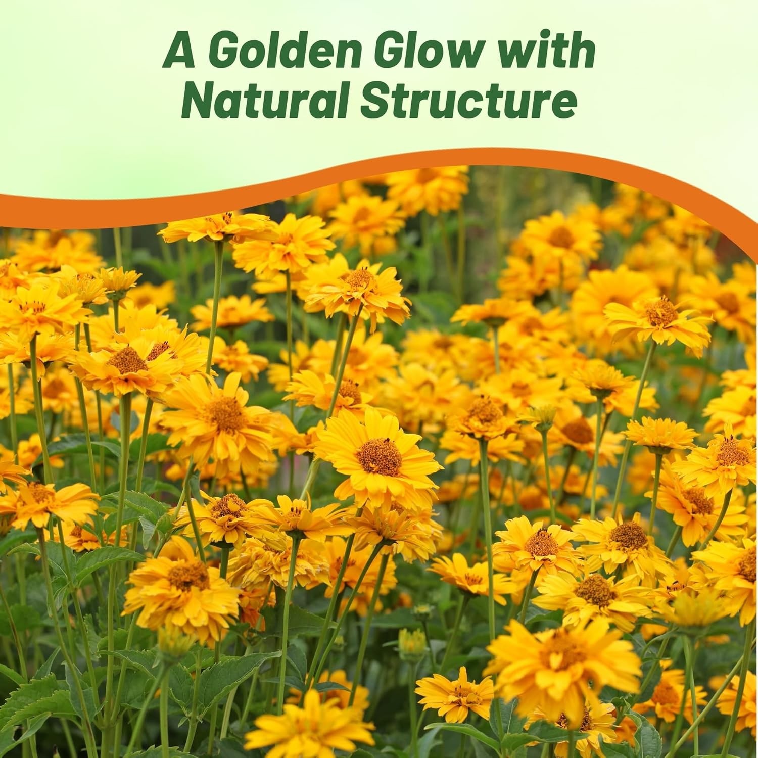 1000 Seeds Drought Tolerant Heliopsis Summer Sun Garden Flower Plant Seed