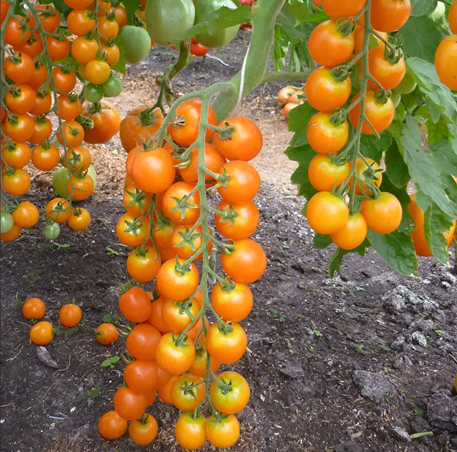 25 Sungold Cherry Tomato Seeds – Free Shipping Organic NonGMO Authentic F1 Seeds