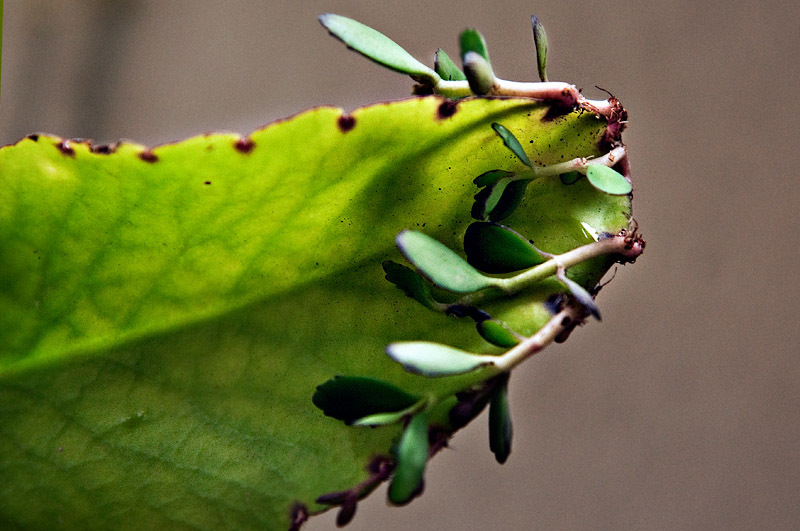 Kalanchoe Pinnata Plant Miracle Leaf Wonder of World Hawaiian Love Katakataka