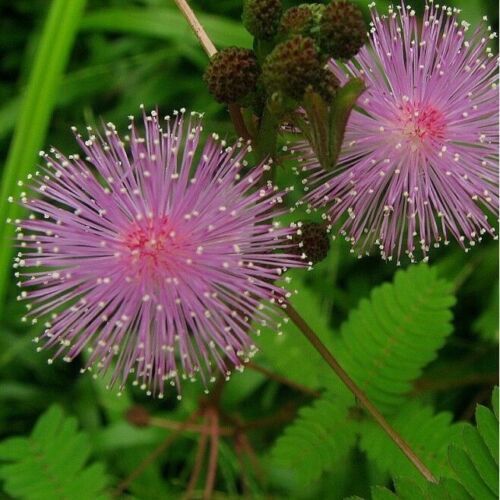 Mimosa Pudica Flower Seeds, Sensitive Plant Seeds – Fun For Kids, FREE SHIPPING