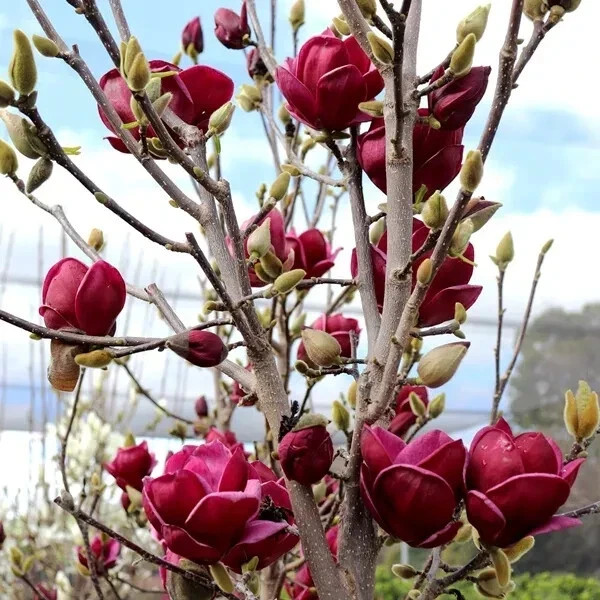 Genie~Magnolia Hybrid Tree~Deep Plum purple Fragrant Blooms! Large 1 Gallon Pot