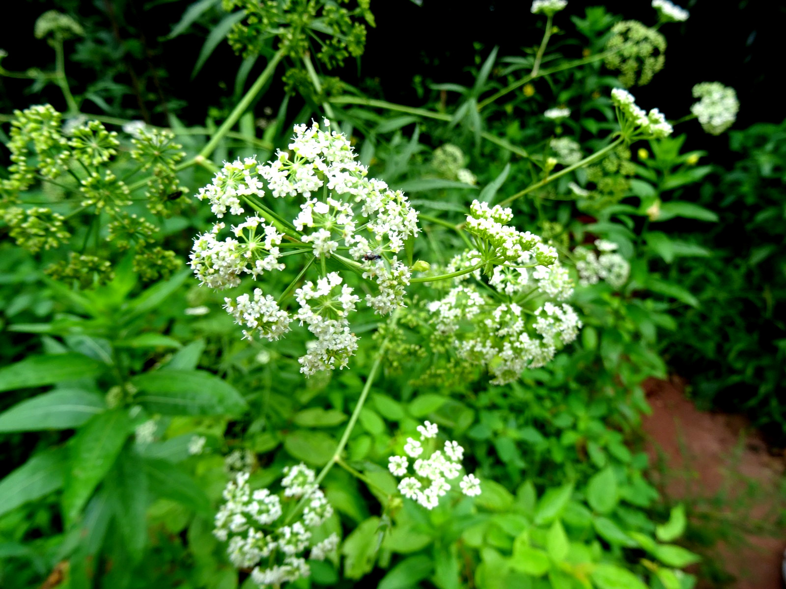 Sium suave Water parsnip Native perennial wildflower 25+ seeds from 2025