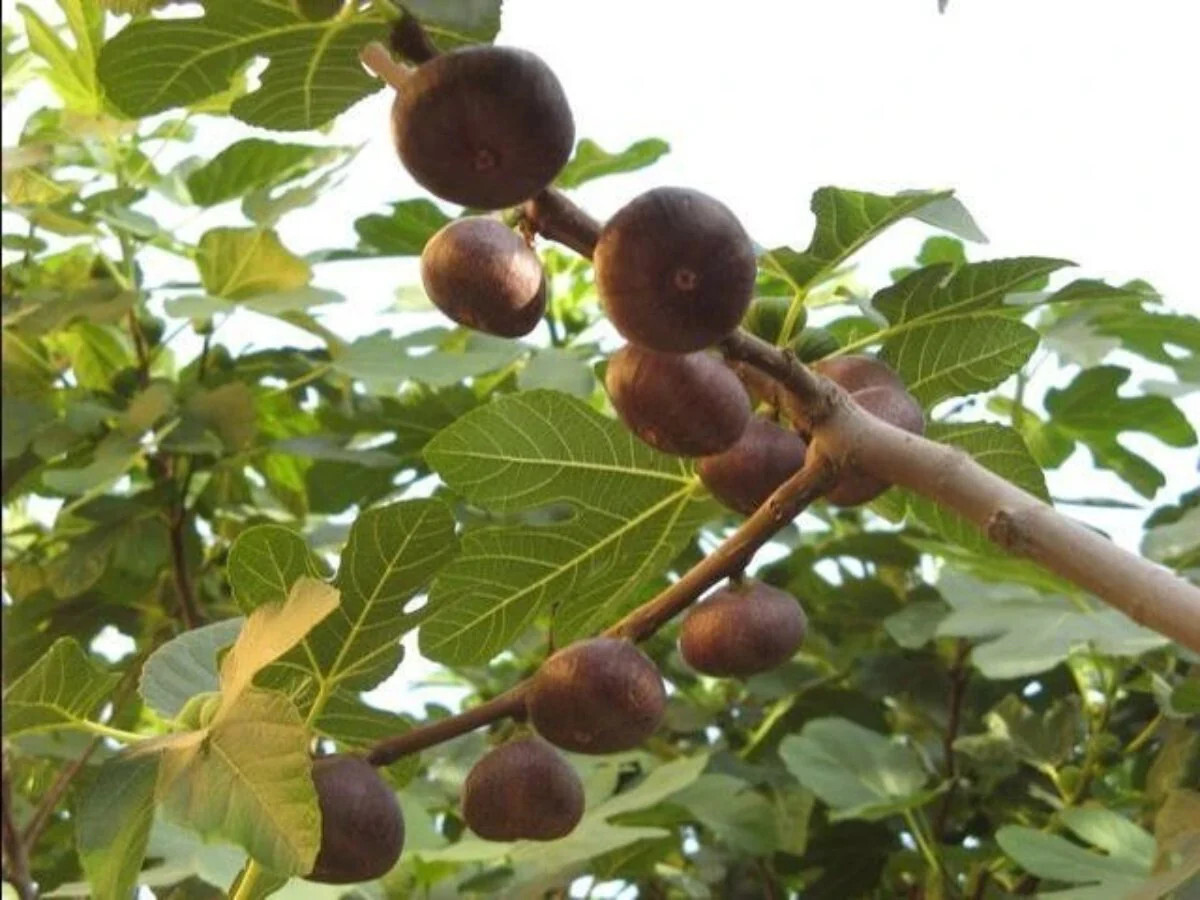 Fig Tree Seeds – Ficus carica Sweet Fruit Shrub, US Seller Mai’s Family
