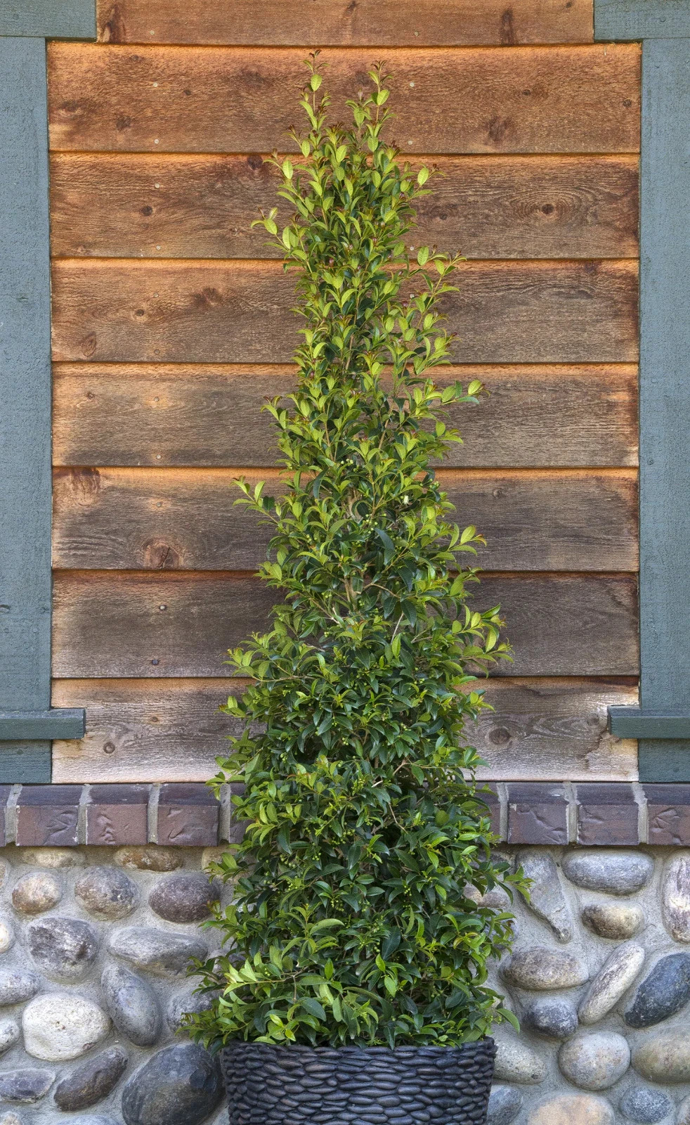 Dwarf Brush Cherry (Eugenia globulis) – 1 TC Plant Plug -1-3 in.- Edible/Topiary