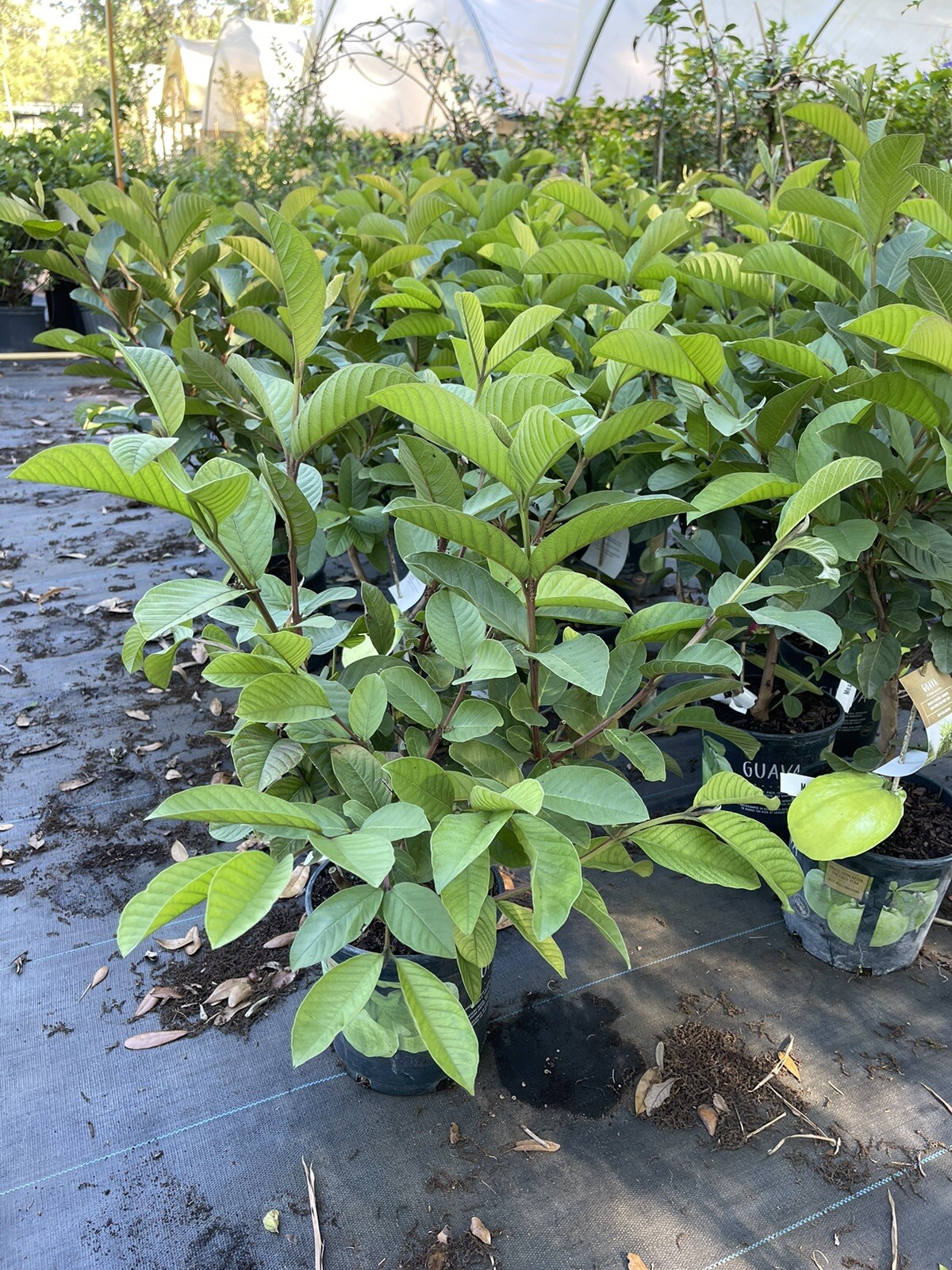 White Guava Tree 2-3 Feet Tall. Free Shipping