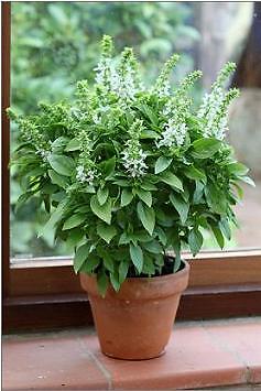 Basil Floral Spires White 250 seeds