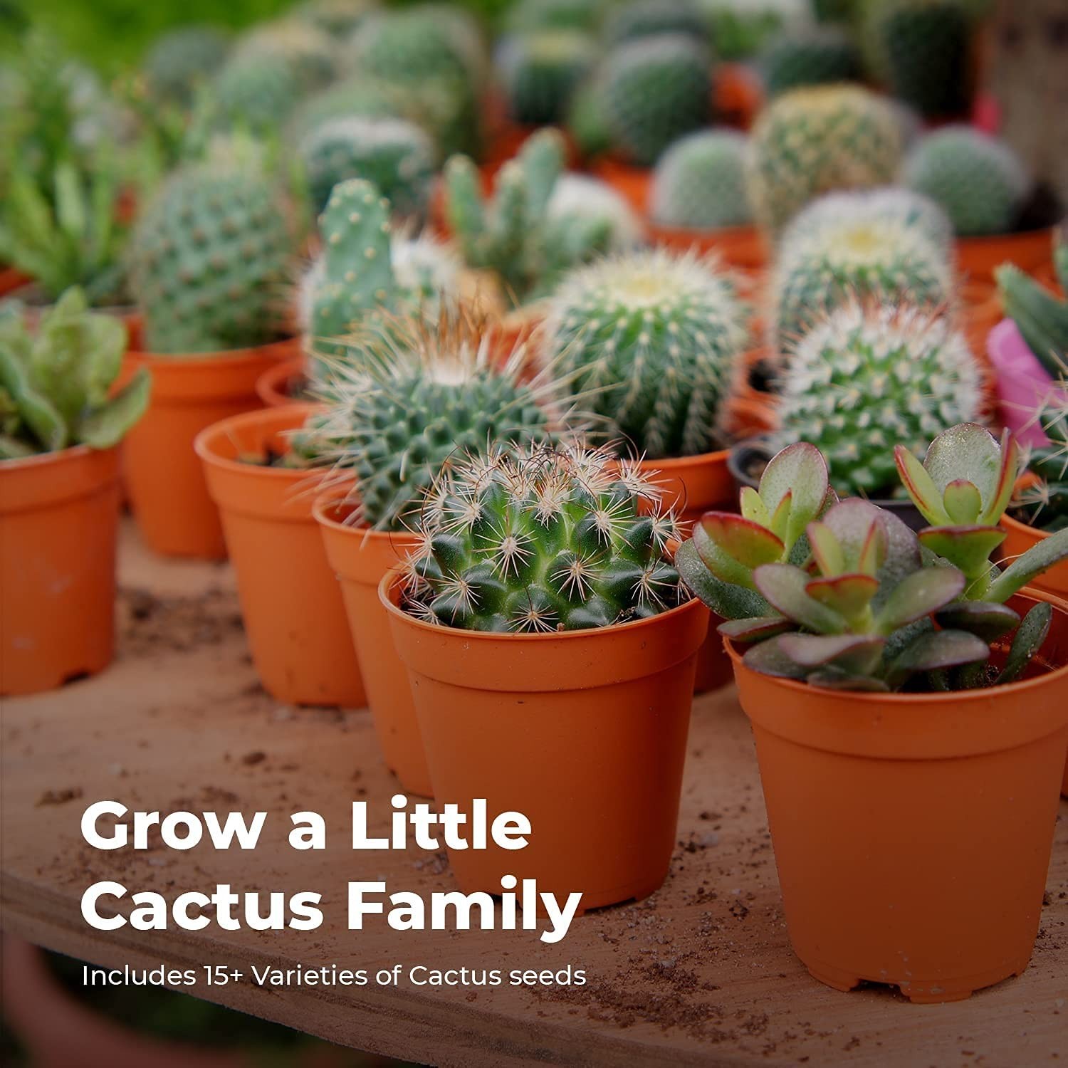 Cactus Kit Grow Your Own Seeds Starter | Plants, Cacuts