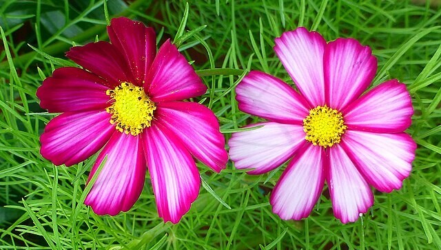 COSMOS MIX 100 SEEDS, SINGLE DOUBLE SEASHELL SULPHUR, STRIPED COSMOSE BIPINNATUS
