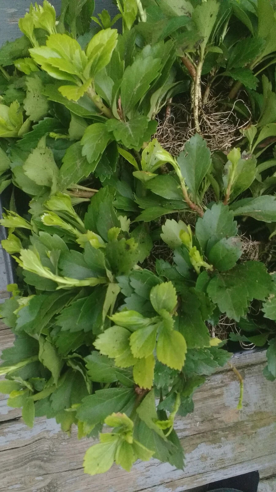 Pachysandra Terminalis ‘Green Carpet’ – 100 Bare Root Plants