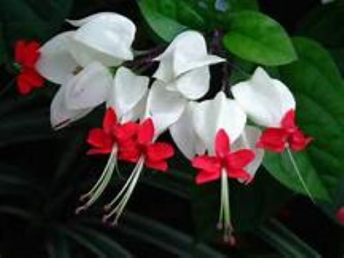 ~BLEEDING HEART~ Rooted Starter Plant~ Clerodendrum thomsonia~White & Red Blooms