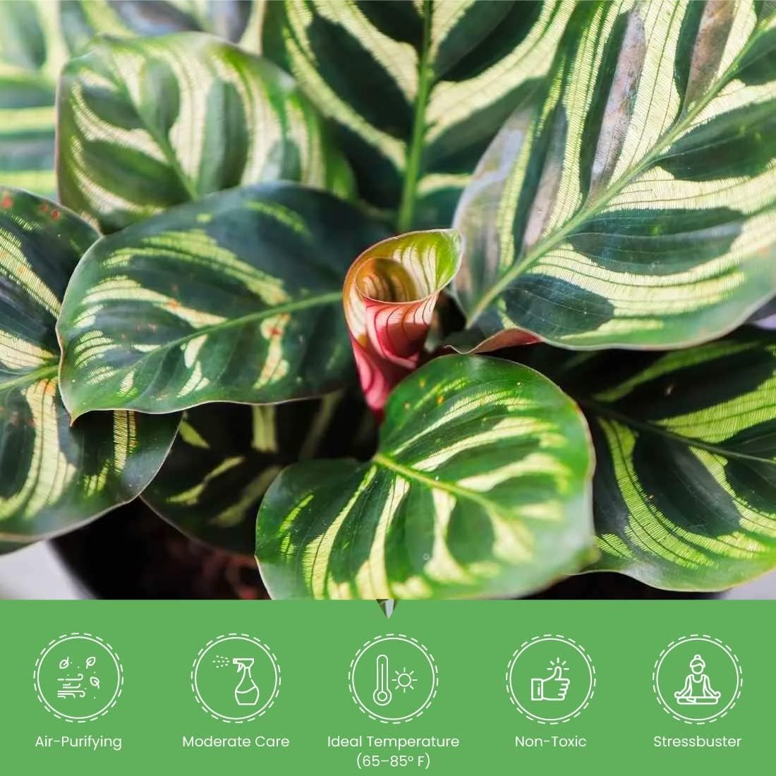 Plant Exchange Live Calathea Makoyana – 6-Inch with Pot Cover – Pet-Friendly …