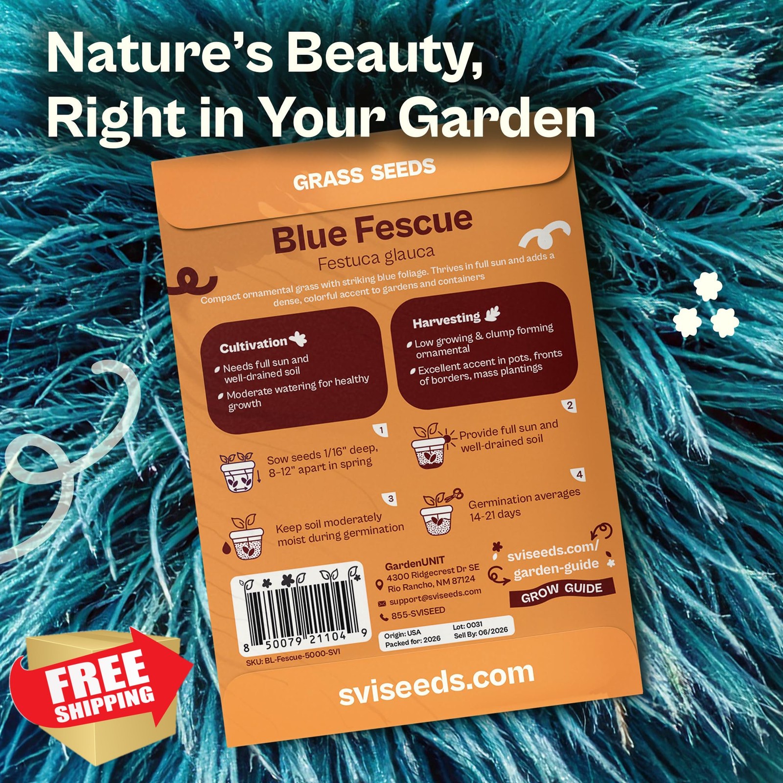 SVI 5000 Blue Fescue Grass Seeds, Ornamental Dwarf Evergreen Seed