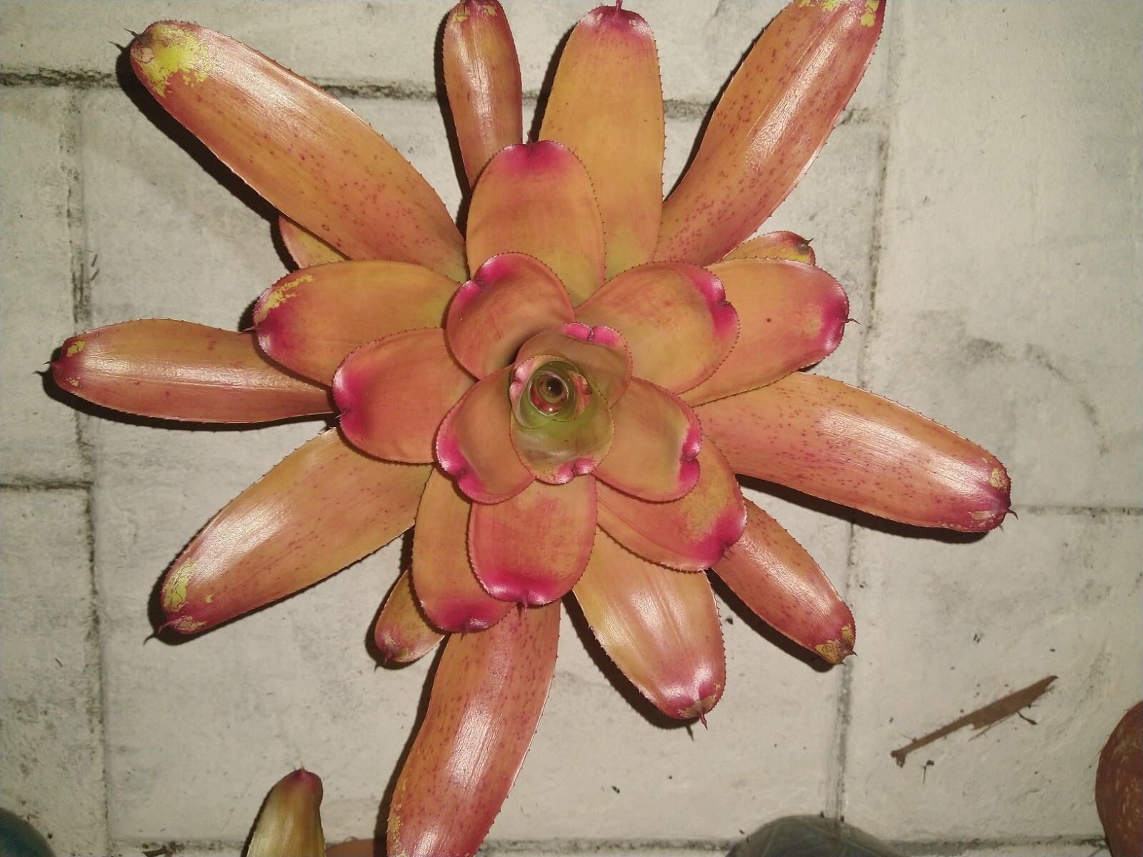 Neoregelia MANDARINA Bromeliad one tropical plant *MEDIUM*