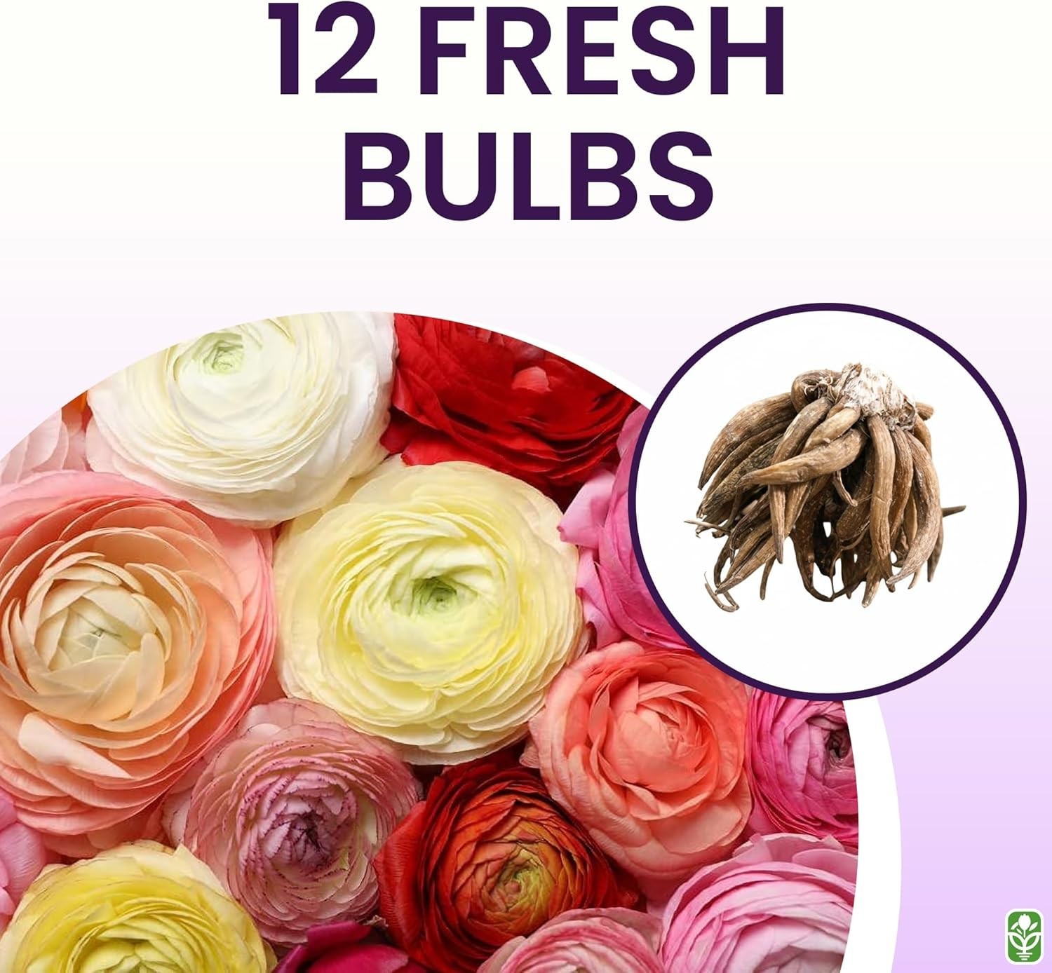 Mixed Peony Ranunculus Bulbs 12 Large Corms Multi Color Spring Summer Garden