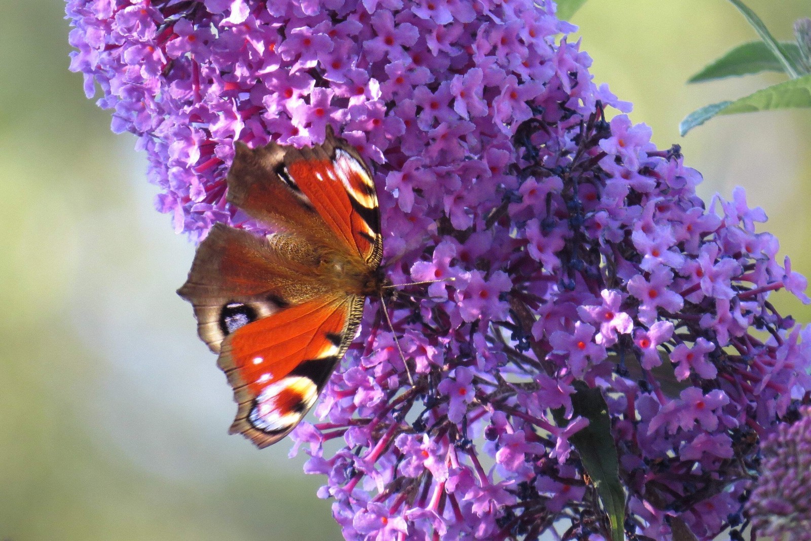 100 MIXED COLORS BUTTERFLY BUSH Buddleia Davidii Flower Seeds *Flat S/H