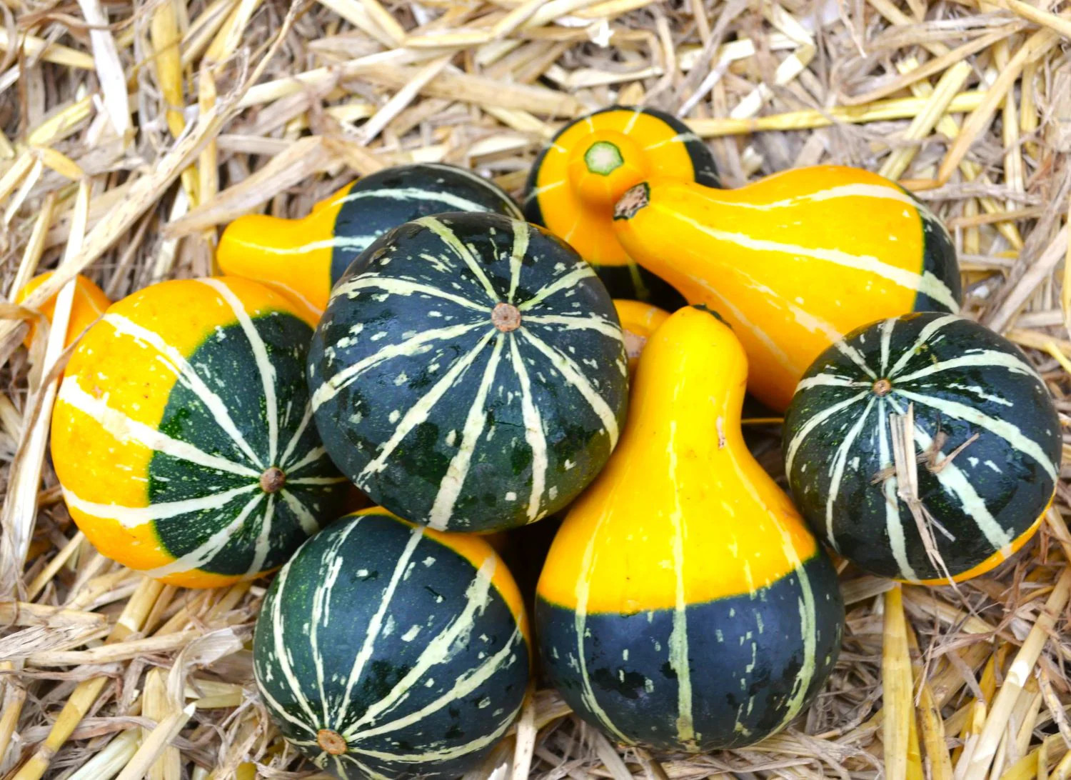 Bicolor Pear Ornamental Gourd Seeds – For 2025 Planting Yellow Green White