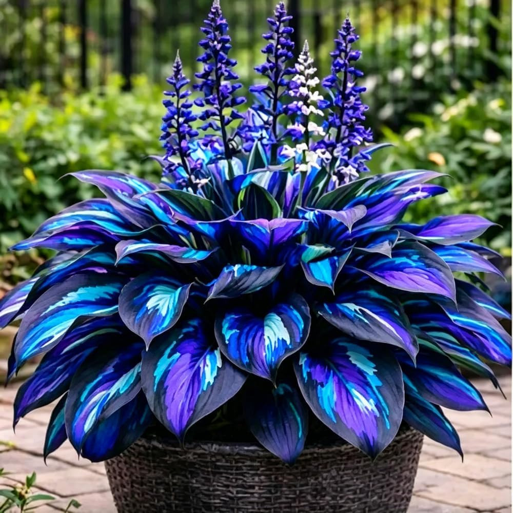 220+ Hosta Seeds Perennial for Planting,Hosta Seeds,Rare Hostas Seed Shade Plant